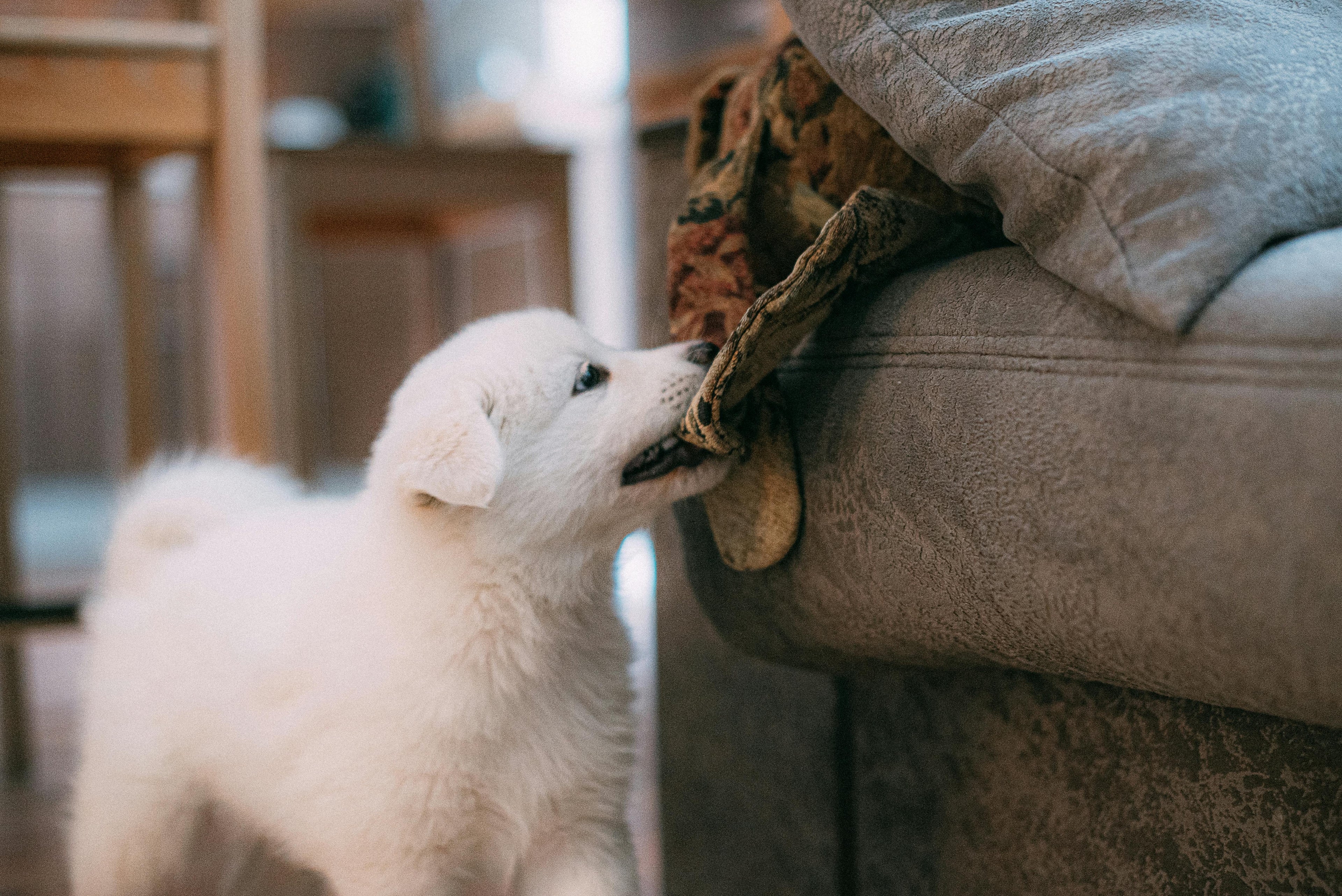 Il tuo cane morde tutto? Ecco perché lo fa (e cosa puoi fare davvero)