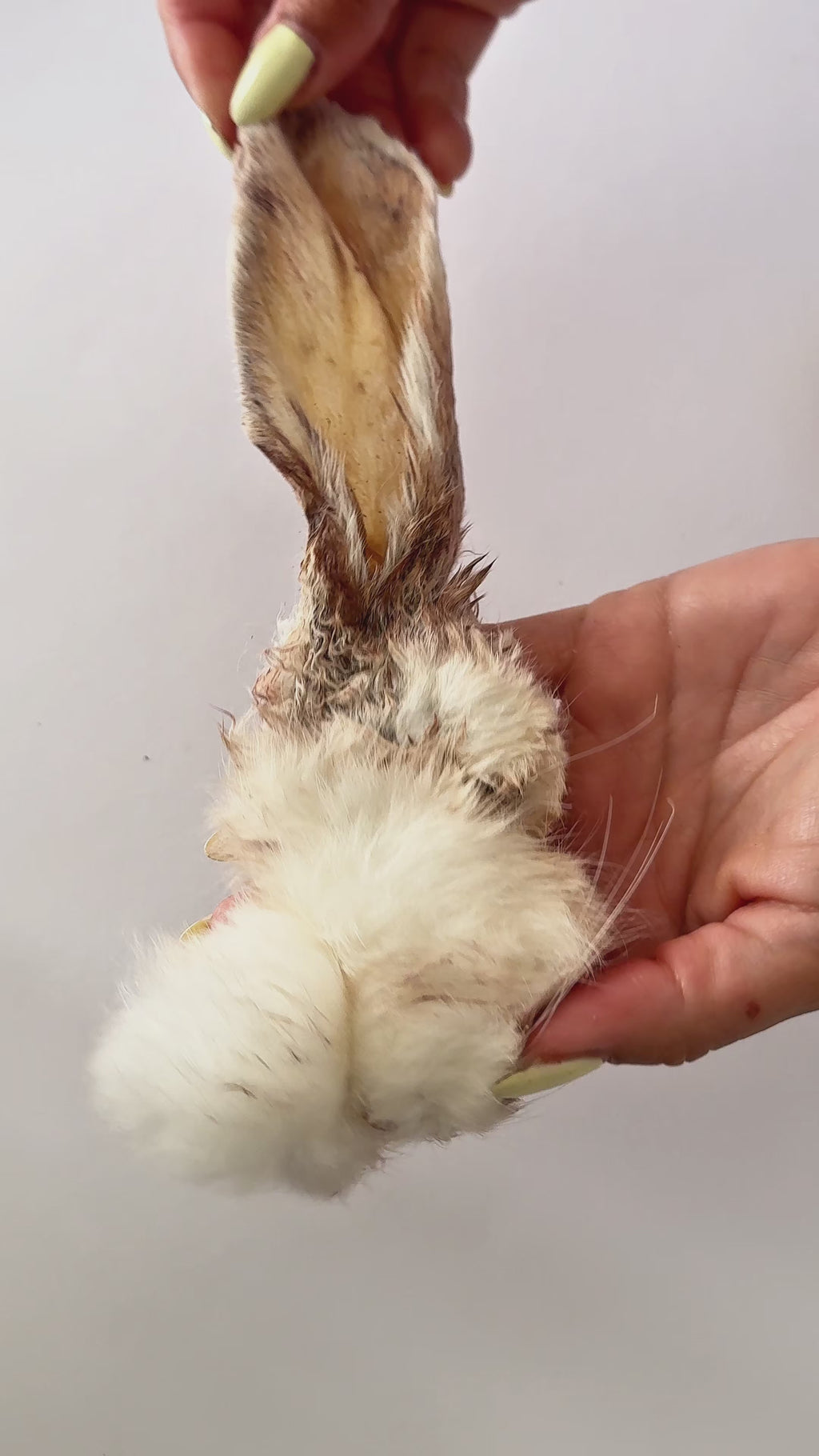 Orecchie di coniglio con pelo - 100 gr.