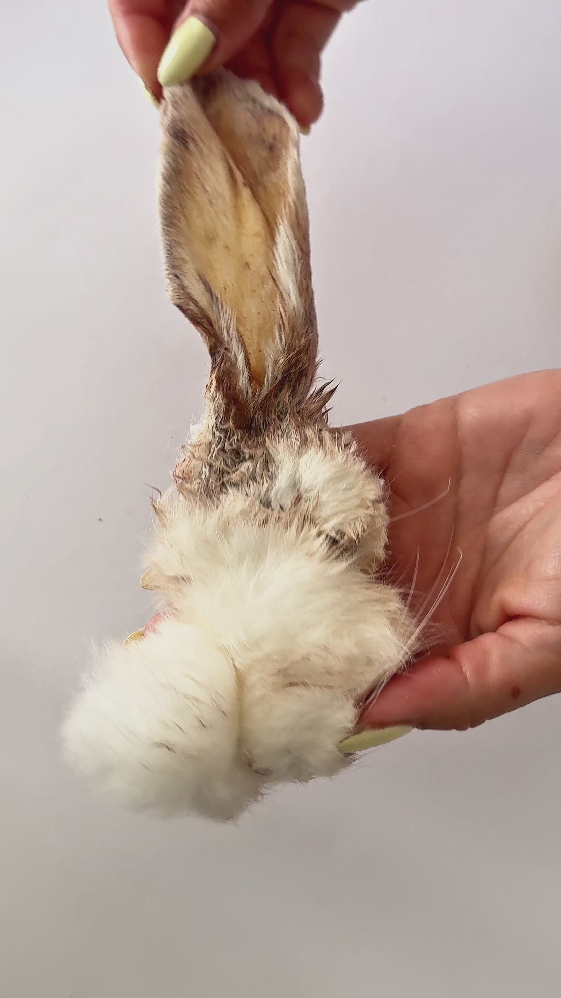 Orecchie di coniglio con pelo - 100 gr.