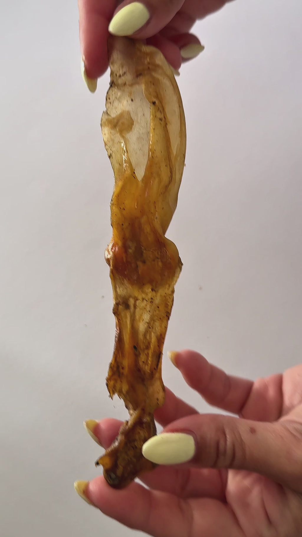Orecchie di coniglio senza pelo - 5 pz.